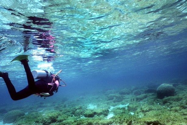 Swimming with Whale Sharks, Honduras