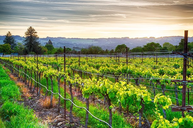 California Wine Country