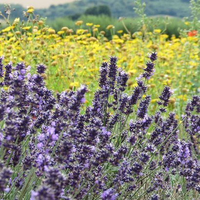 Wexford Lavender Farm in Wexford, Ireland