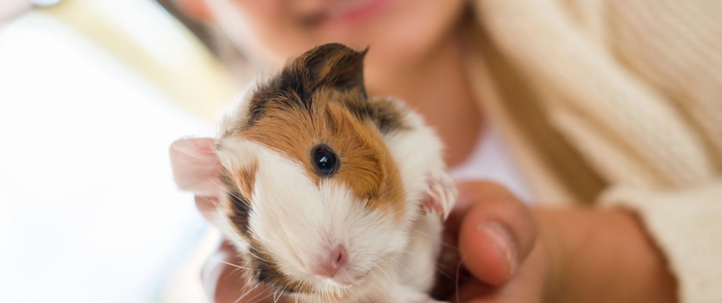 guinea pig expenses