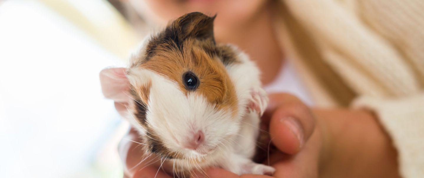 Cheapest Pets 14 Low Maintenance & Inexpensive Pet