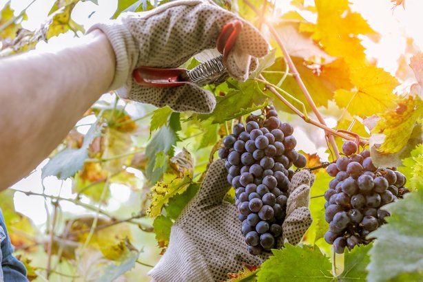 Get to Know the Ideal Production Areas for Wines You Like