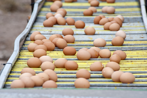 Agriculture Graders and Sorters