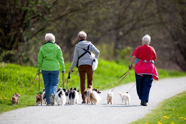 Dog Walker