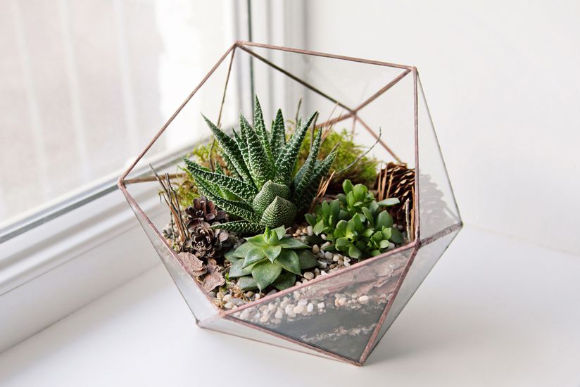 Terrariums