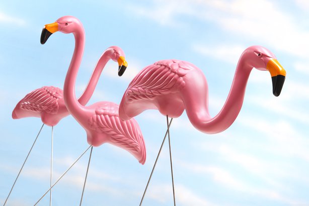 This Is a Flamingo-Free Zone