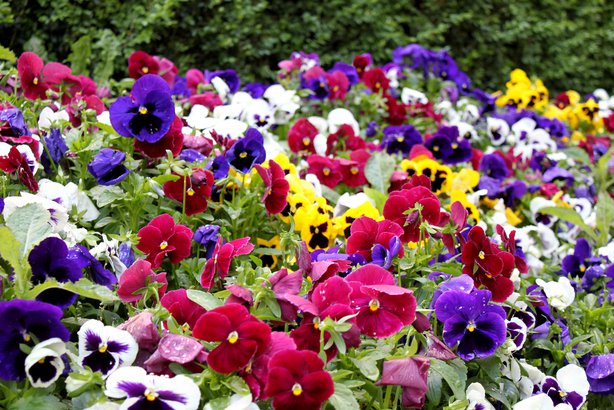 Bare Ground Is Better Than Pansies