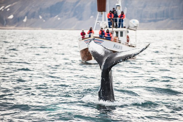Whale Watching