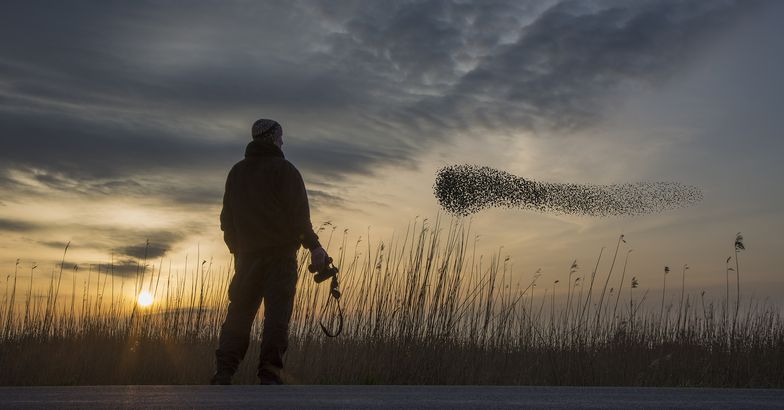 man watching a flock of migrating starlings