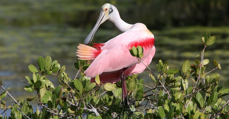 Roseate Spoonbill Platalea ajaja on mangrove tree, Merritt Island National Wildlife Refuge