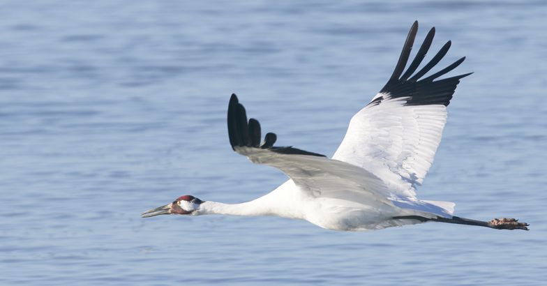 Whooping Crane in flight, Aransas National Wildlife Refuge, Texas
