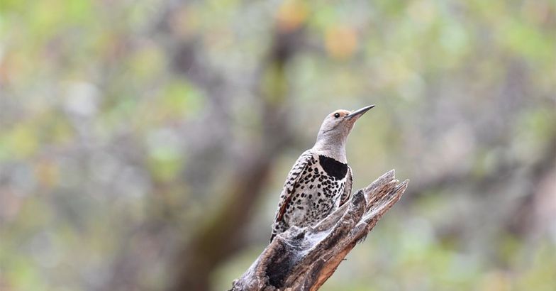 Northern Flicker, Cave Creek Canyon