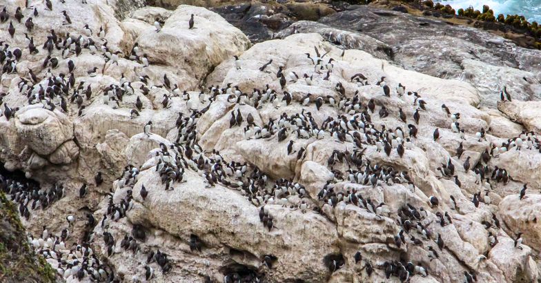 Common Murres on a Cliff, Point Reyes National Seashore, California