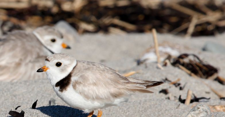 adult pair of Piping Plovers, Cape May, New Jersey