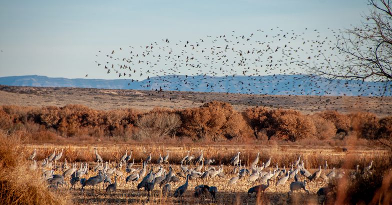Sandhill Cranes at Bosque del Apache National Wildlife Refuge, New Mexico
