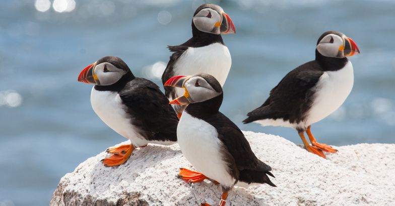 Atlantic Puffin sitting on rock on coast of Maine