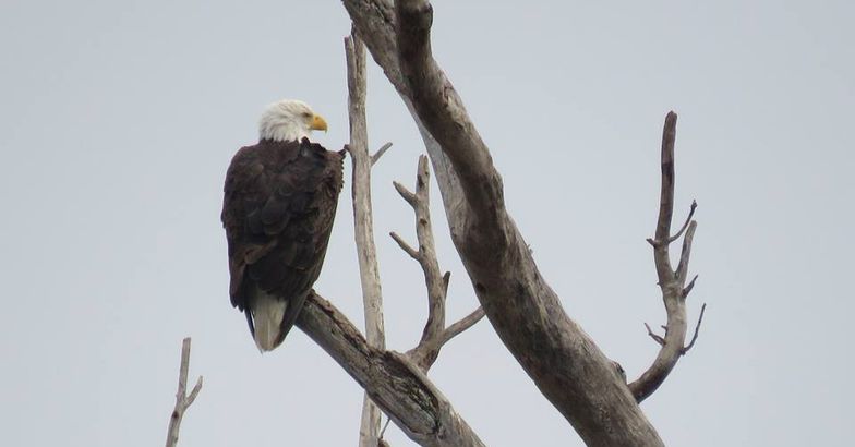 Bald Eagle perched in tree, Ottawa National Wildlife Refuge, Ohio