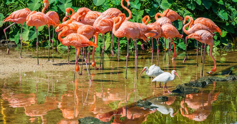 White Ibis and Flamingos, South Florida