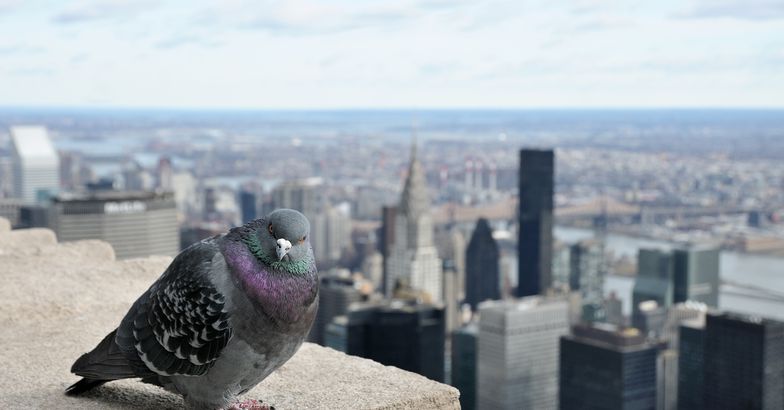 pigeon on top of building with New York City cityscape in the background