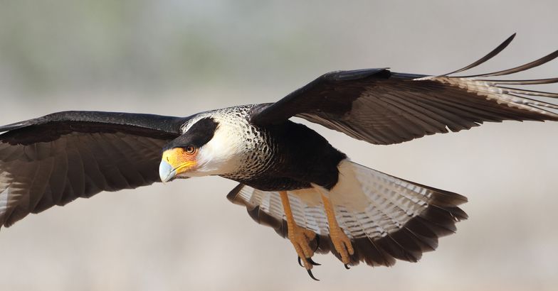 adult Crested Caracara in flight, Santa Ana National Wildlife Refuge, Texas