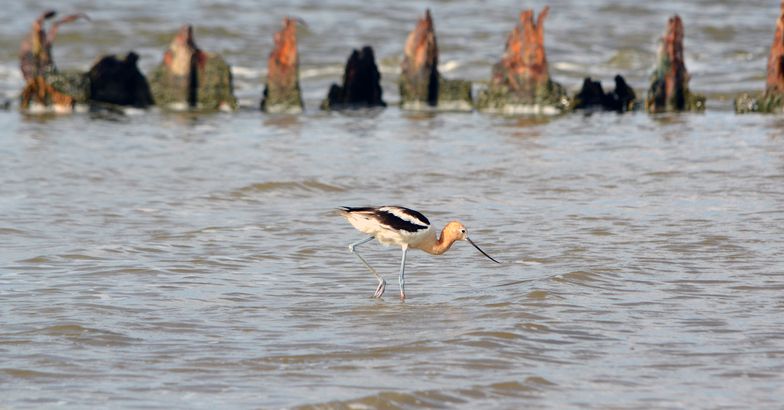 Avocet walking in water along the shore of Texas's Gulf Coast