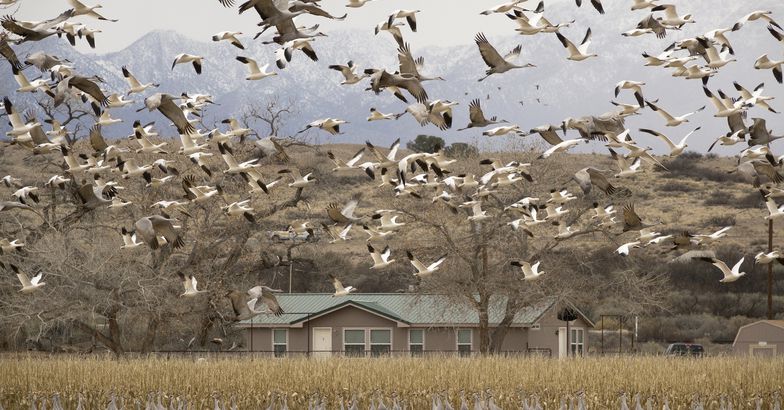 thousands snow geese sandhill cranes flying over home, Central New Mexico
