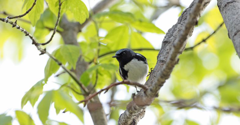 Black-Throated Blue Warbler, Magee Marsh Wildlife Area, Ohio
