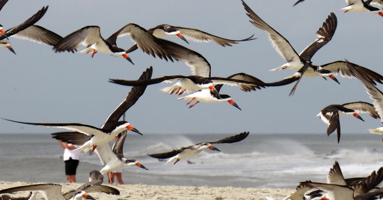 Cape May Seagulls flying, Cape May, New Jersey
