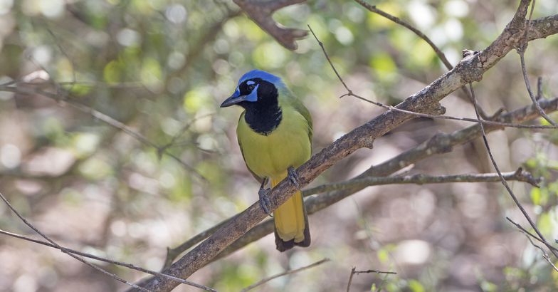 Green Jay perched in tree, Rio Grande Valley, Texas
