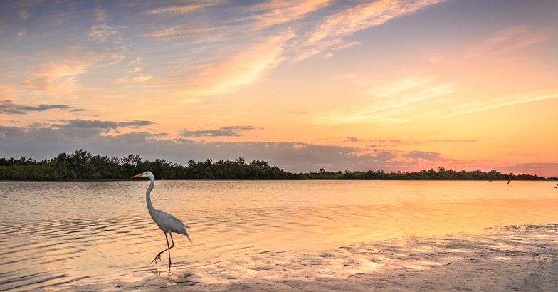 White Egret walking in water in sunset, Everglades National Park, Florida