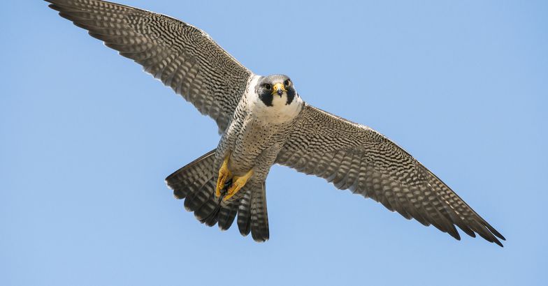 Peregrine Falcon flying, Acadia National Park