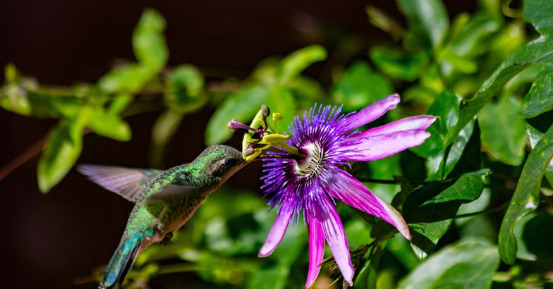 Hummingbird feeding on flowers, Arizona