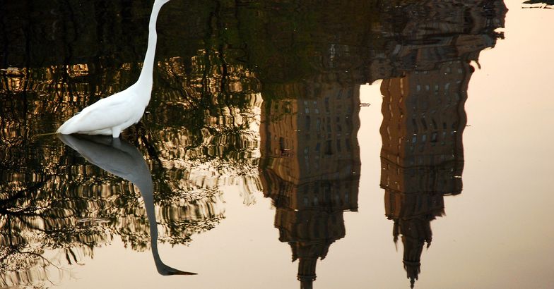 Egret in a Central Park pond with cityscape in water reflection