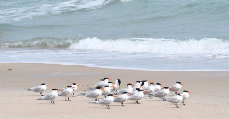 shore birds along coast of Cape Canaveral, Florida