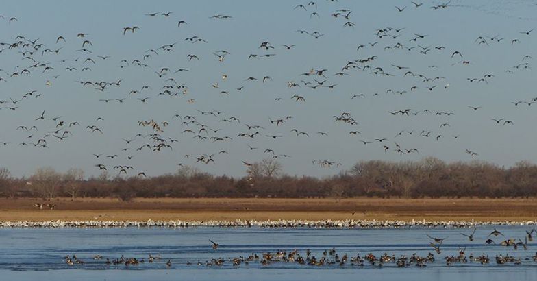 large flocks of geese, sandhill cranes, ducks, and shorebirds, Quivira National Wildlife Refuge, Kansas