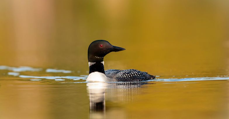 Common Loon in a lake, Northeastern Minnesota