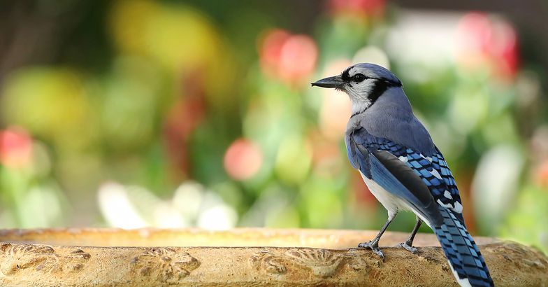 blue jay standing on water bath in backyard