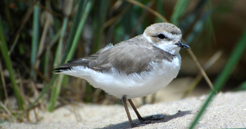 Snowy Plover, Point Reyes National Seashore, California