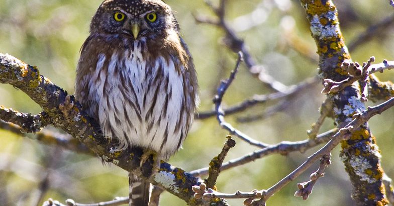 Northern Pygmy Owl, Olympic National Park
