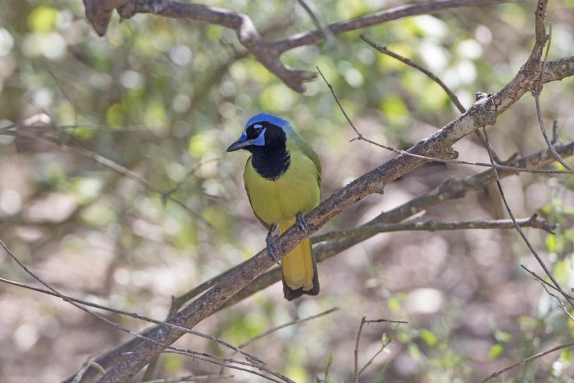 15 Best BirdWatching Destinations in the U.S.