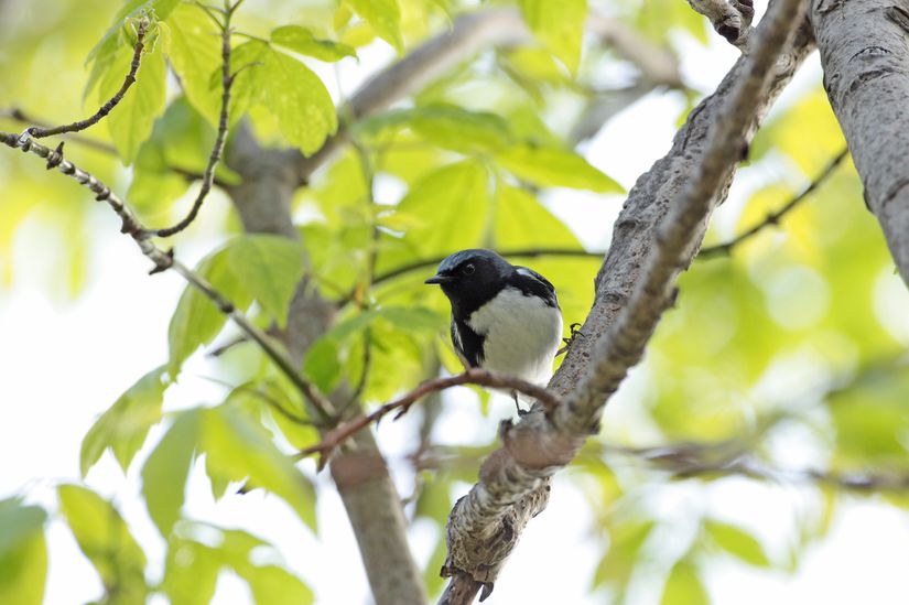 15 Best BirdWatching Destinations in the U.S.
