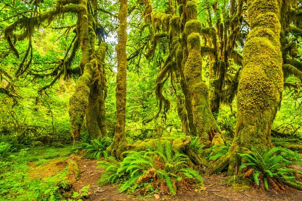 Olympic National Park in Washington