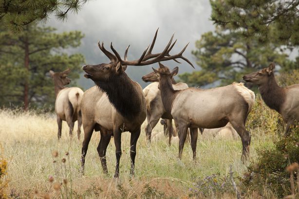 21 Parks Places To See Wild Animals Up Close Cheapism Com