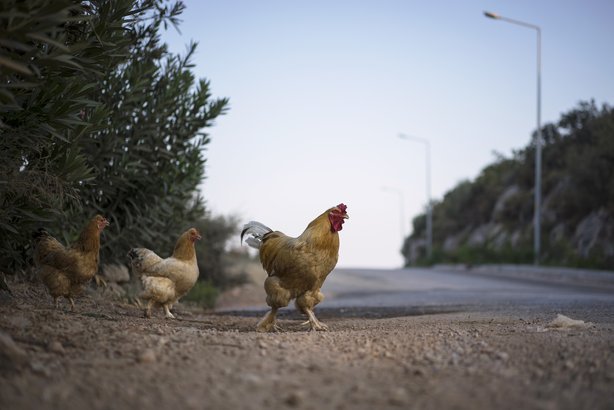 Chickens Cannot Cross the Road in Georgia