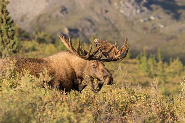 Moose Viewing While Airborne in Alaska Is Strictly Forbidden