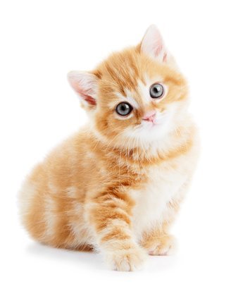 Be an Animal Foster Parent