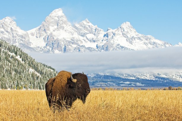 Yellowstone and the Grand Tetons
