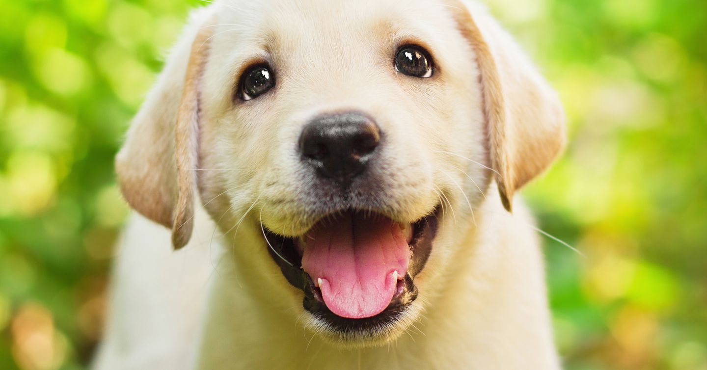 8 Cheap Chew Toys Your Dog Will Love