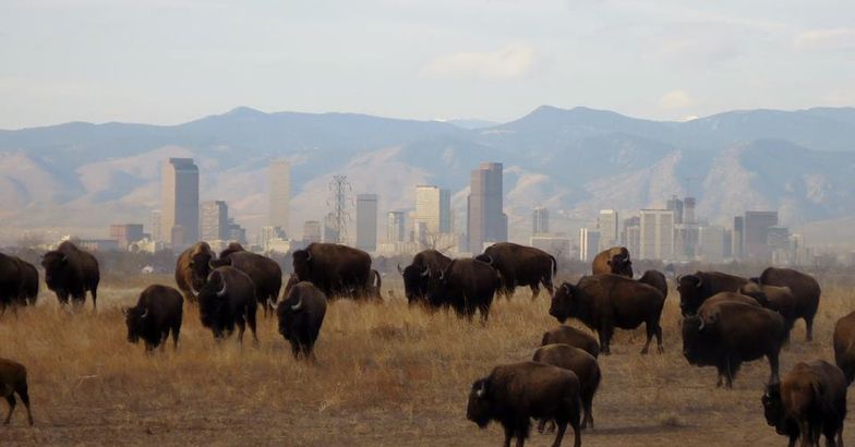 Rocky Mountain Arsenal National Wildlife Refuge, Denver