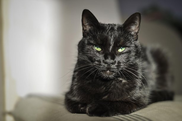 Adopt a Cat